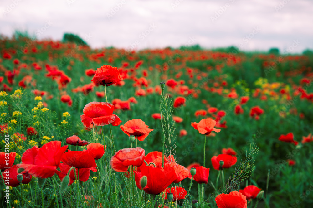 Fototapeta premium A beautiful and bright field of red poppies. Floral landscape.