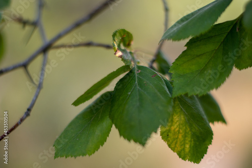 leaves on a branch