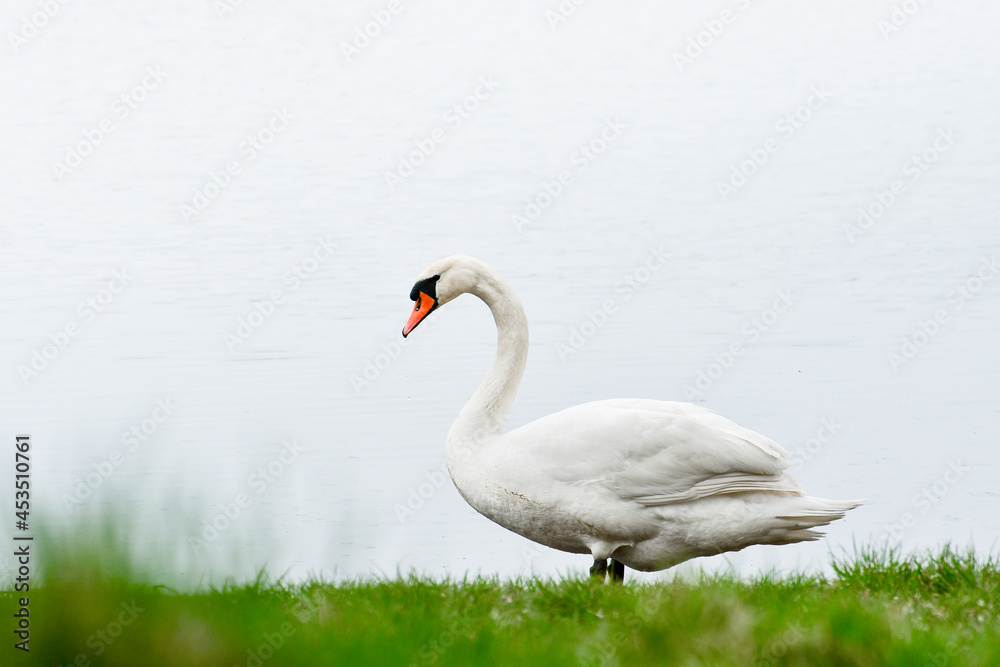The Mute Swan (Cygnus olor), a large white water bird, stands on the green grass on the lake shore. The Mute Swan (Cygnus olor), a large white water bird, stands on the green grass on the lake shore.