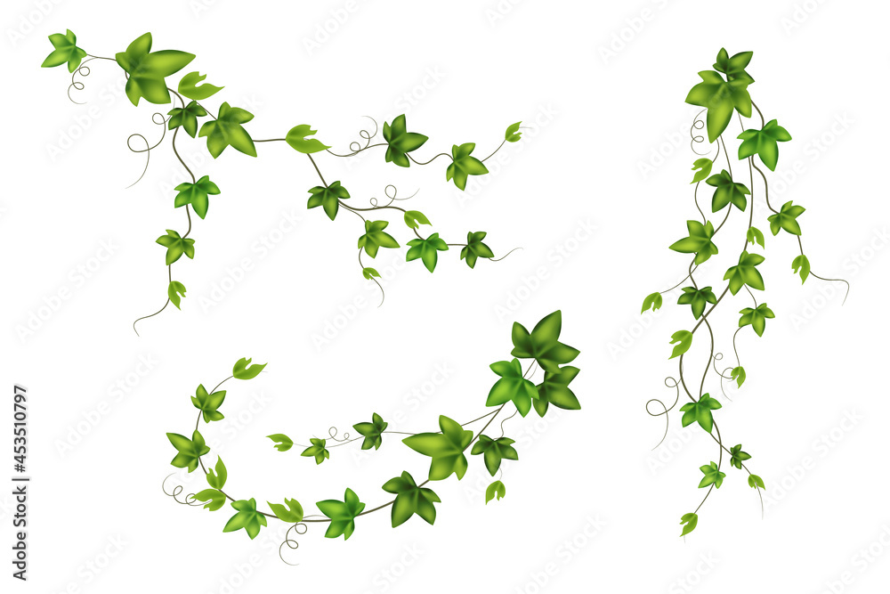 Set of geen vine, liana or ivy hanging from above or climbing the wall. - obrazy, fototapety, plakaty 