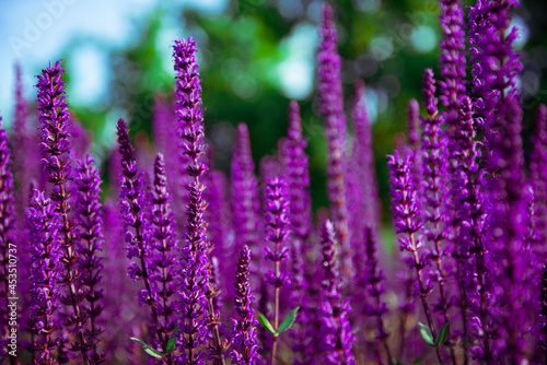 Beautiful purple lavender flowers at sunrise. Summer landscapes of sage fields.