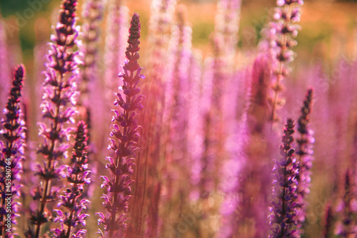 Beautiful purple lavender flowers at sunrise. Summer landscapes of sage fields.