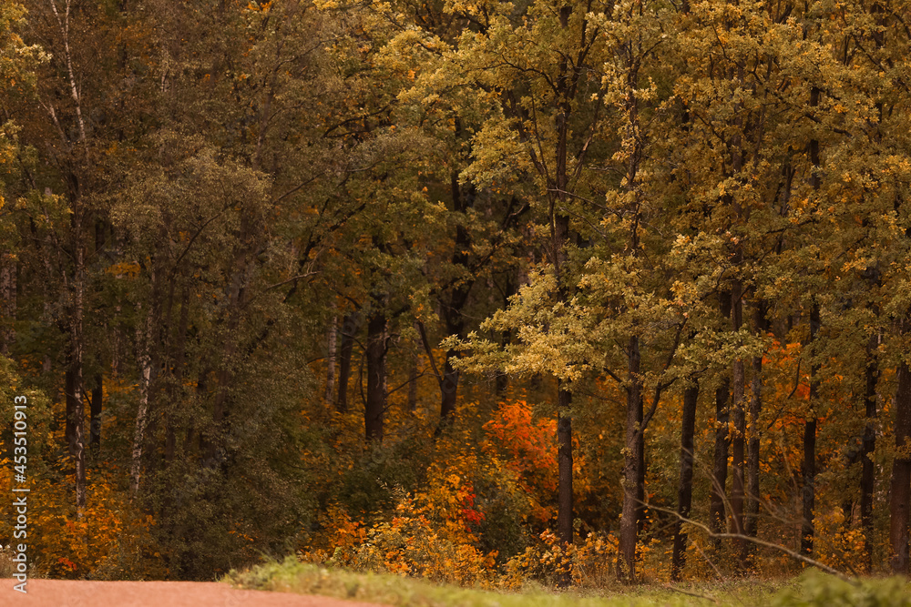 Naklejka premium Road into the forest in early autumn