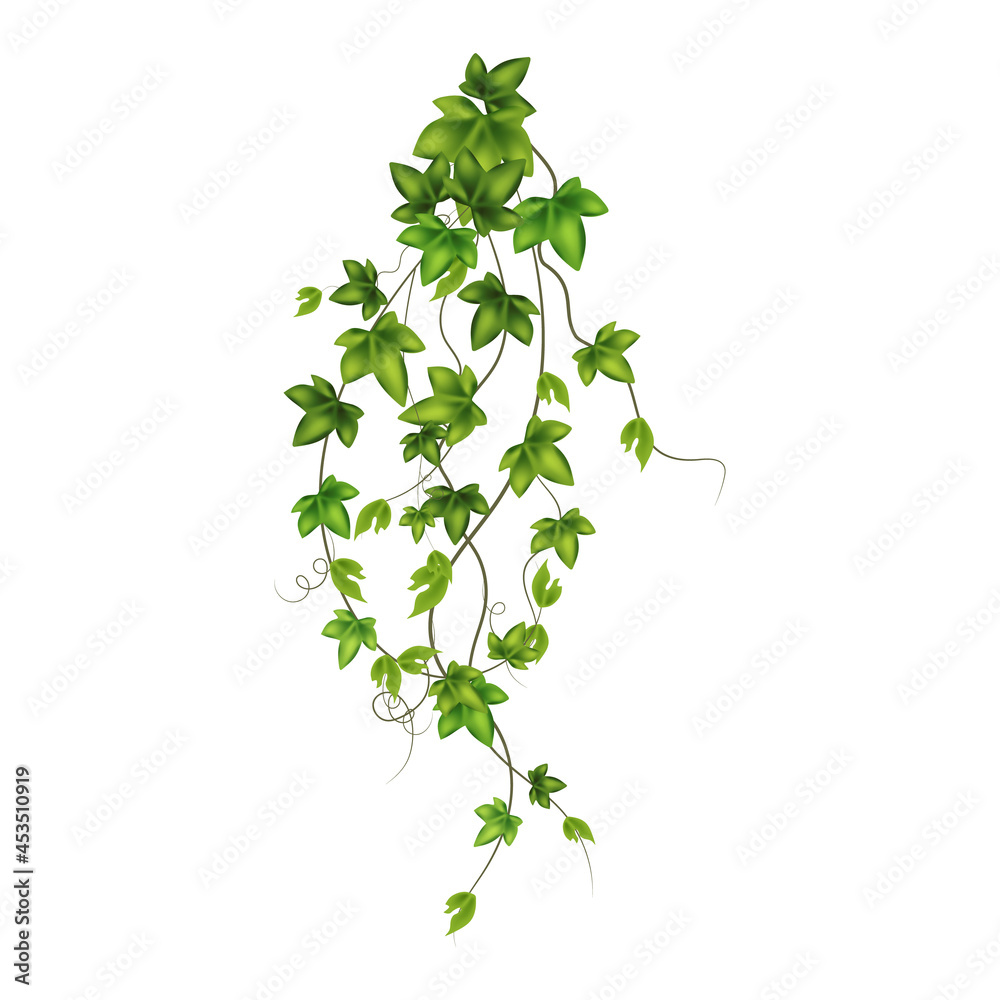 Set of geen vine, liana or ivy hanging from above or climbing the wall. - obrazy, fototapety, plakaty 