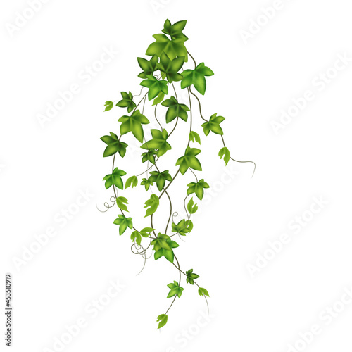 Set of geen vine  liana or ivy hanging from above or climbing the wall.