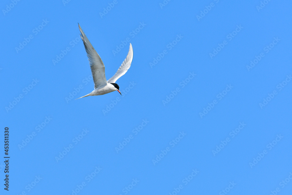 Obraz premium Common Tern (Sterna hirundo) water bird, bird flies in the sky with spread wings, view from below.