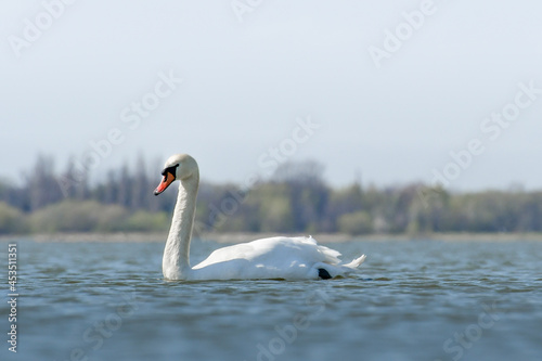 Mute swan  Cygnus olor   a large water bird  swims in the calm lake water and searches for food underwater.