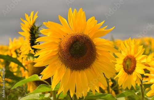 Fototapeta Naklejka Na Ścianę i Meble -  Giant sunflower close up 