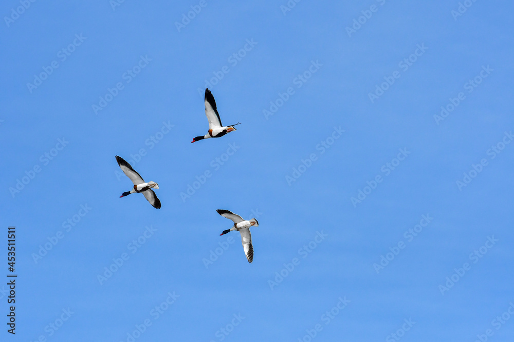 Ohar (Tadorna tadorna) three birds two female and one male are flying in the sky.