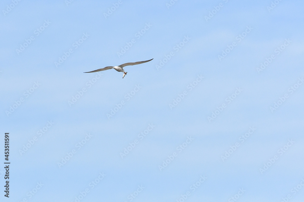 Common Tern (Sterna hirundo) water bird, bird flies in the sky with a caught fish in its beak, view from below.