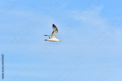 Herring gull (Larus argentatus) water bird, white birds fly in the sky. View from below.