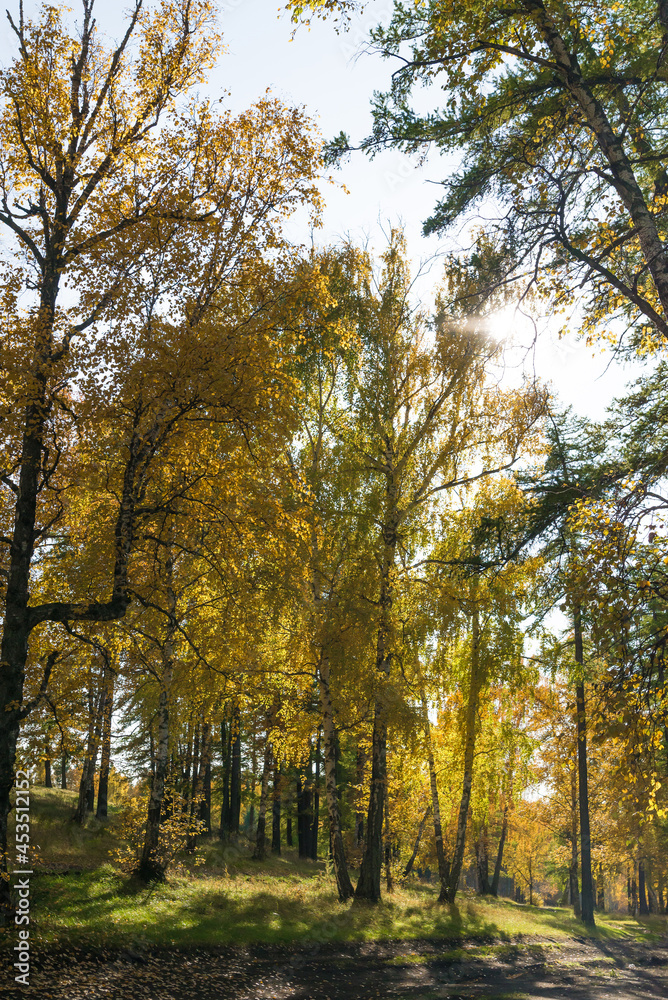 landscape of a beautiful autumn forest with yellow leaves and sunlight, vertical image landscape of a beautiful autumn forest with yellow leaves and sunlight, vertical image