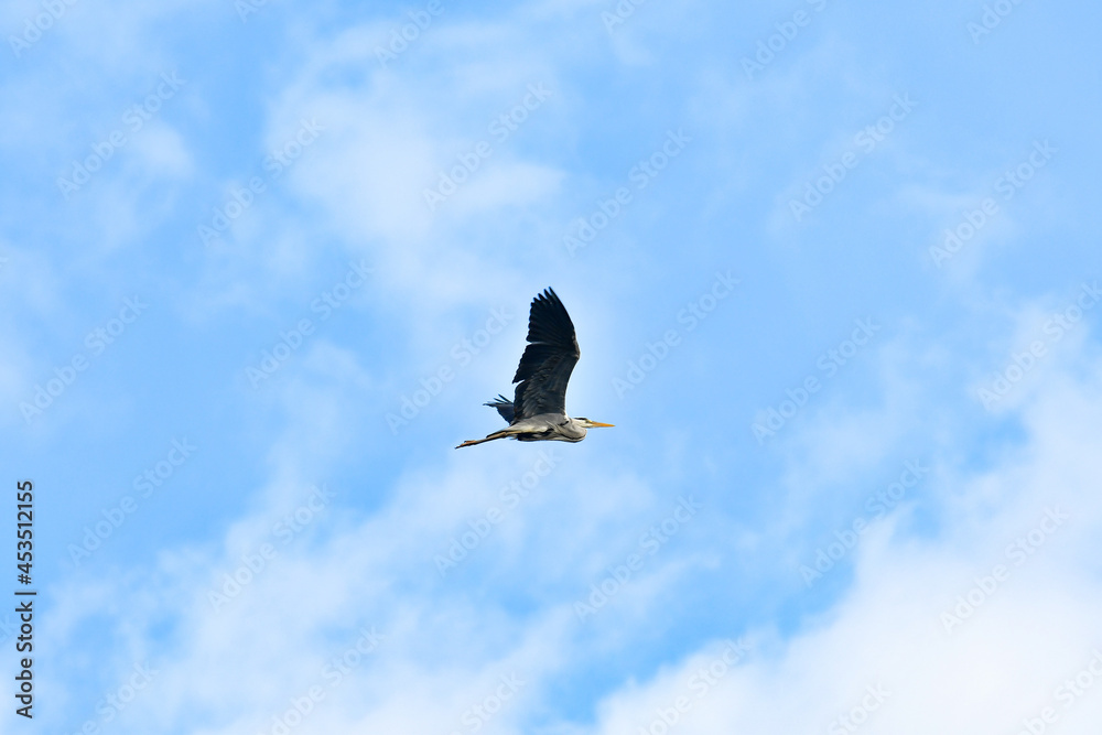 Gray Heron (Ardea cinerea) a large water bird flies in the sky. Gray Heron (Ardea cinerea) a large water bird flies in the sky.