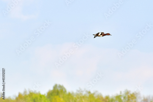 Ferruginous duck (Aythya nyroca) a water bird that flies over trees on a sunny day. © Castigatio