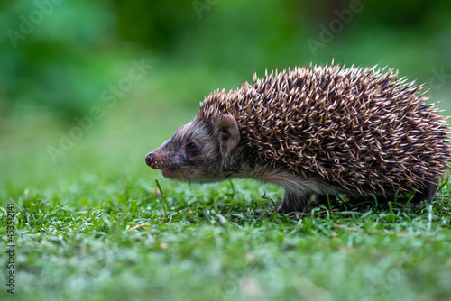 a hungry hedgehog is running in a beautiful meadow