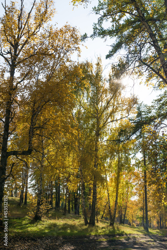 landscape of a beautiful autumn forest with yellow leaves and sunlight, vertical image