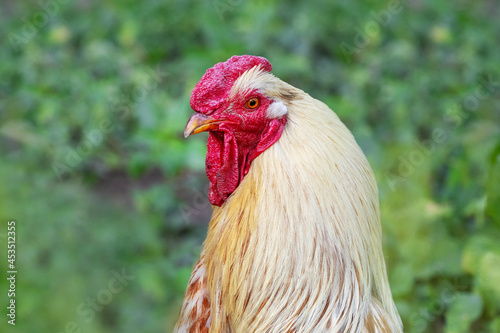 Big rooster with light feathers close up on blurred background, portrait of rooster in profile, rooster head