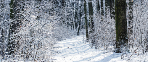 Winter forest with snow-covered trees and bushes in sunny weather, road in winter forest