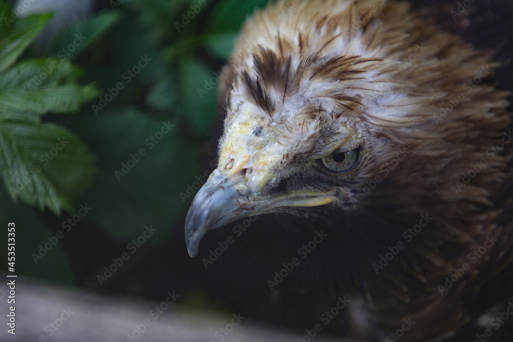 Fototapeta premium Portrait of a golden eagle, close up