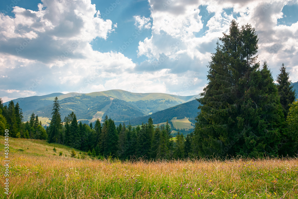 mountain landscape with meadow and forest. beautiful countryside scenery in summertime. coniferous trees on the grassy slope. bright sunny weather with cloudy afternoon sky