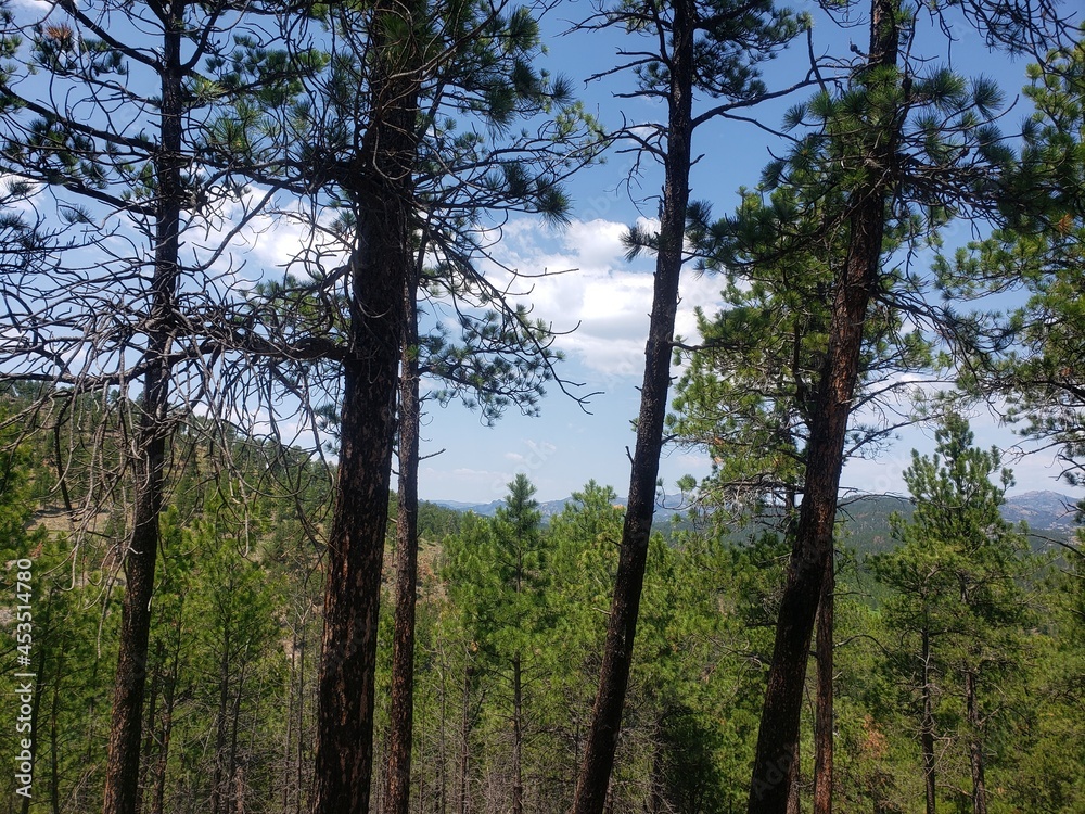 Obraz premium Heddy Draw Overlook, Custer State Park, South Dakota