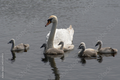 white swan with chicks on the lake

