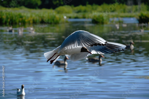 Black-headed gull in flight over a lake © 3kolory