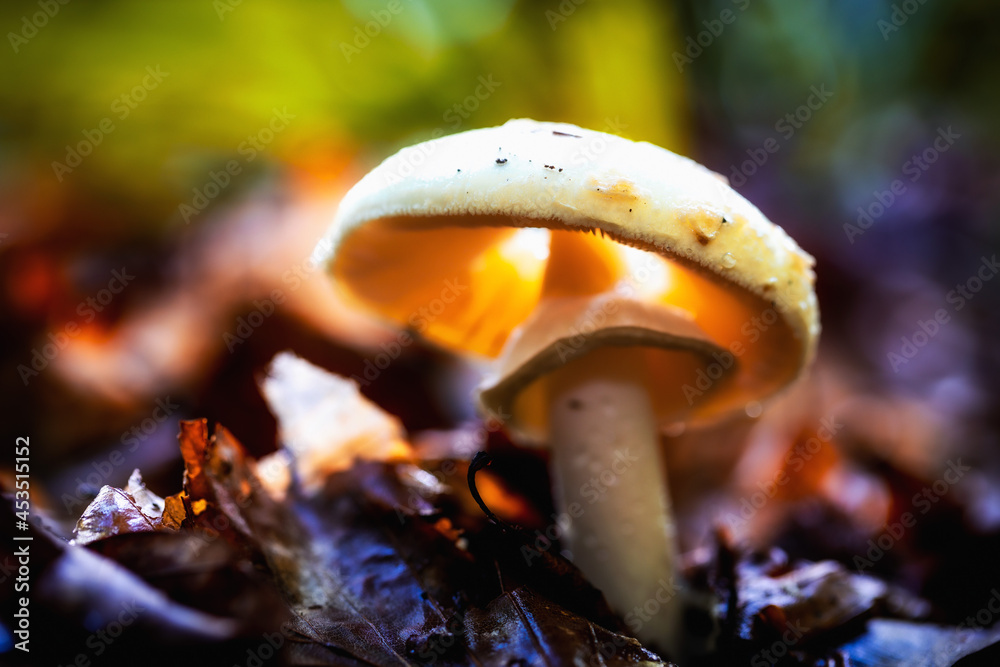 Obraz na plátně Hochgiftiger tödlicher Knollenblätter Pilz im Wald