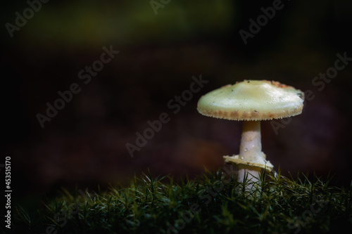 Hochgiftiger tödlicher Knollenblätter Pilz im Wald