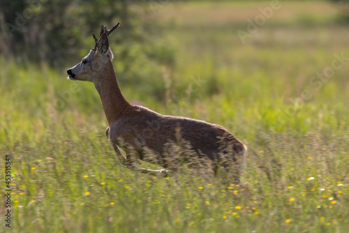 Male goat European Roe Deer Capreolus capreolus walks on meadow in the Stawy Milickie nature reserve, sunny meadow with wild animals