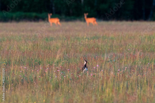 Lapwing, Lapwing Vanellus vanellus and European roe deer at the same time in the meadow. The ecosystem of the Stawy Milickie reserve