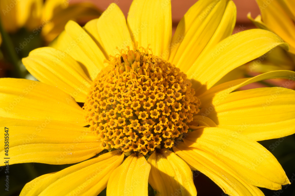 A blooming false sunflower with yellow petals and a tall middle with pollen on the stamens. Detail and texture. Macro. A blooming false sunflower with yellow petals and a tall middle with pollen on the stamens. Detail and texture. Macro.