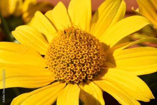A blooming false sunflower with yellow petals and a tall middle with pollen on the stamens. Detail and texture. Macro.
