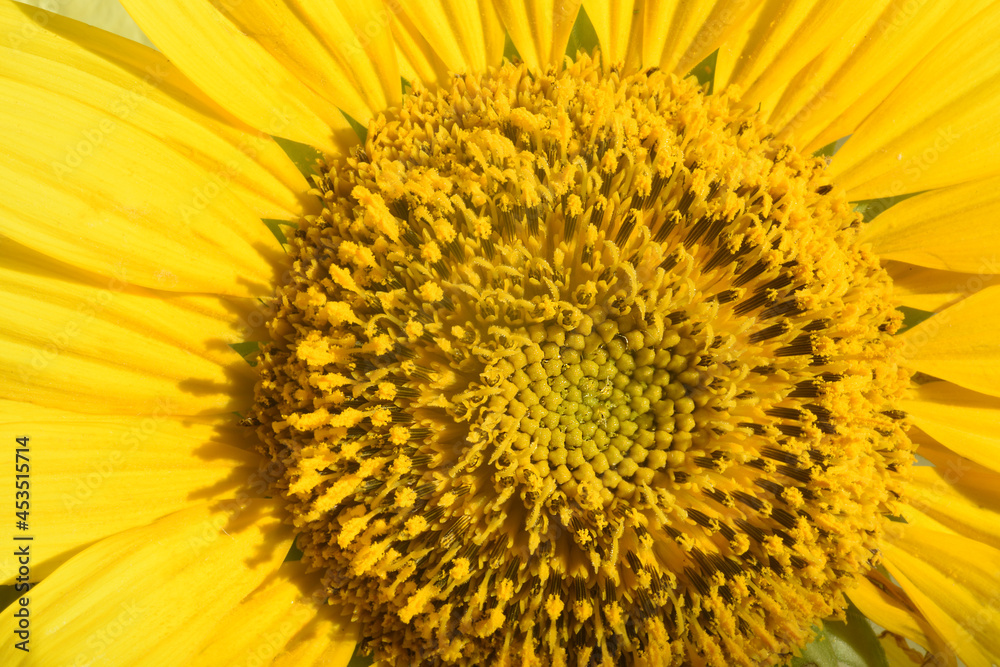 Sunflower texture and background. An agricultural crop for food and technical sunflower oil. Sunflower texture and background. An agricultural crop for food and technical sunflower oil.