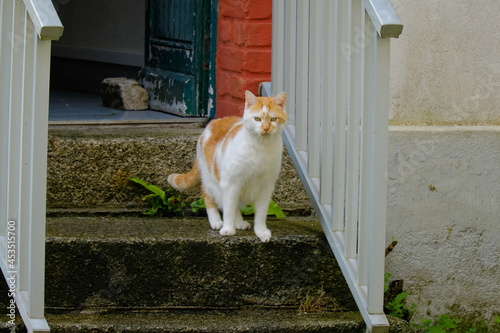 Beau chat blanc tacheté de roux .