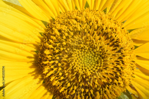 Sunflower texture and background. An agricultural crop for food and technical sunflower oil.