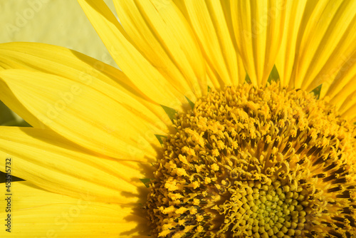 Fragment of a beautiful yellow blooming sunflower. Close up of petals  stamens and pistils. Sunlighted. Macro.