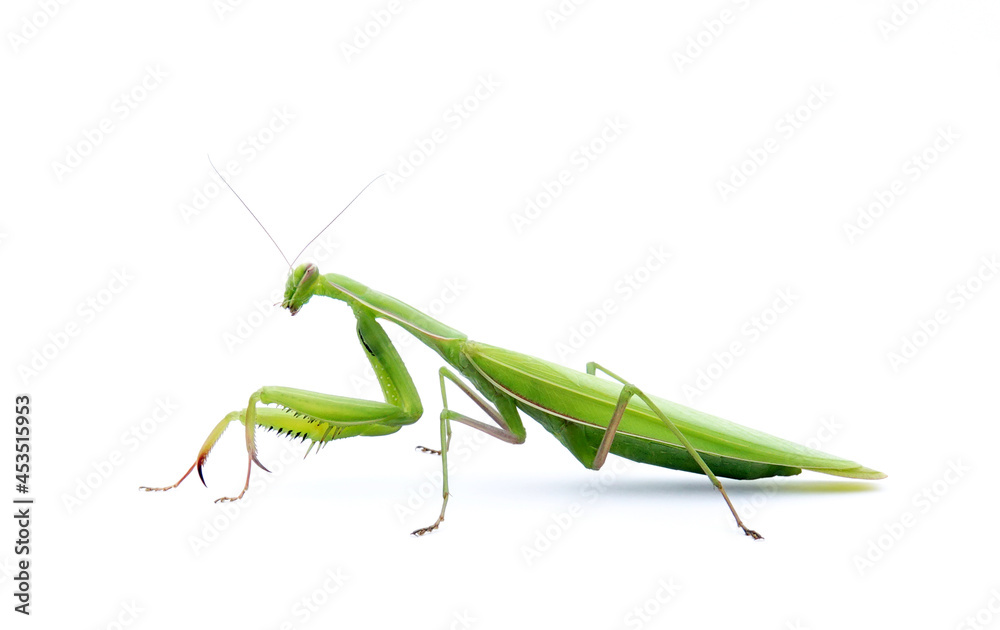 Praying mantis beetle isolated on white background Praying mantis beetle isolated on white background