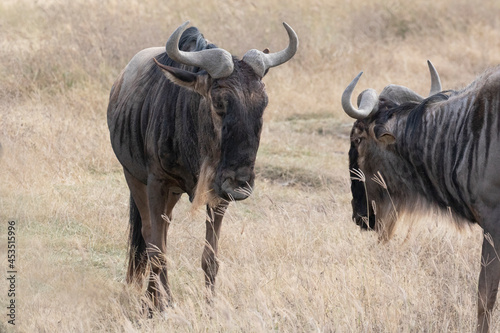 Fototapeta Naklejka Na Ścianę i Meble -  Wildebeest photographed in Ngorongoro crater.