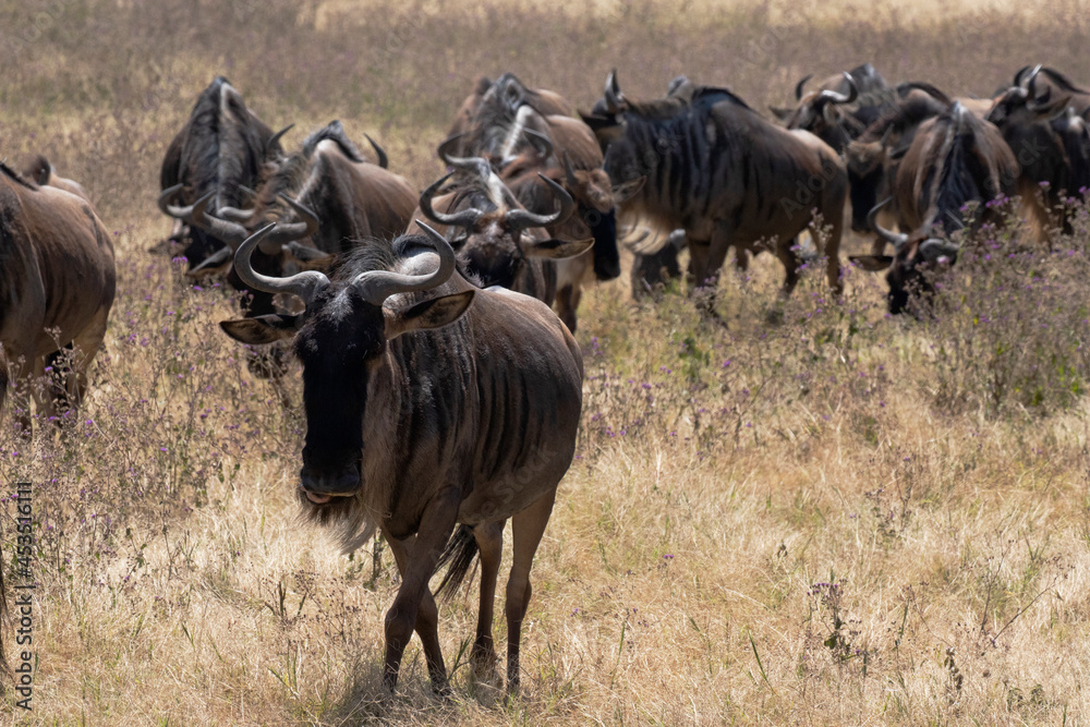 A herd of wildebeest moving through Ngorongoro crater during the migration. A herd of wildebeest moving through Ngorongoro crater during the migration.