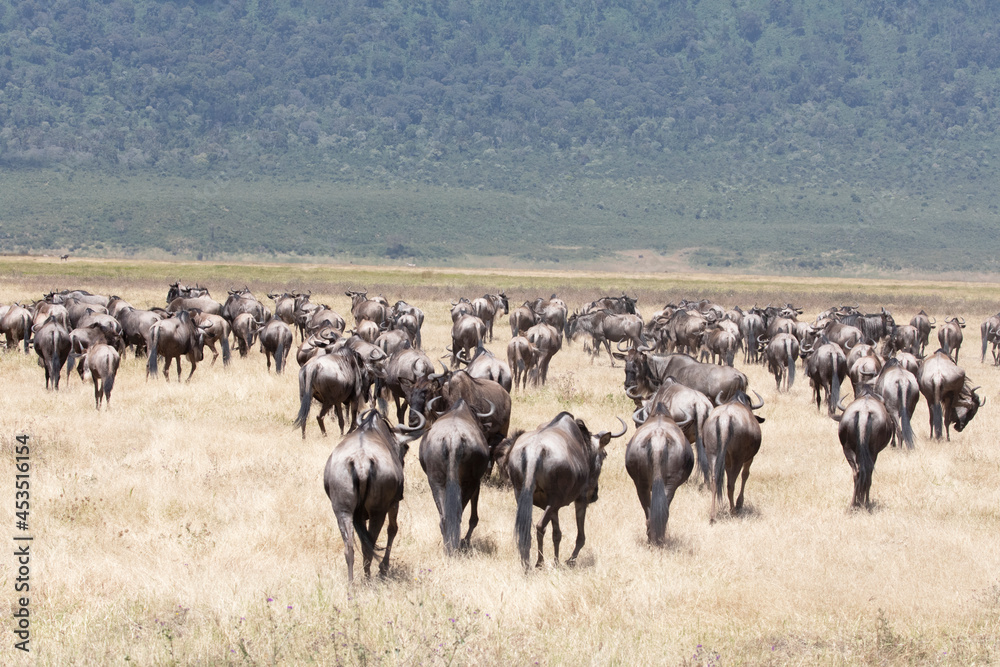 Fototapeta premium A herd of wildebeest moving through Ngorongoro crater during the migration.