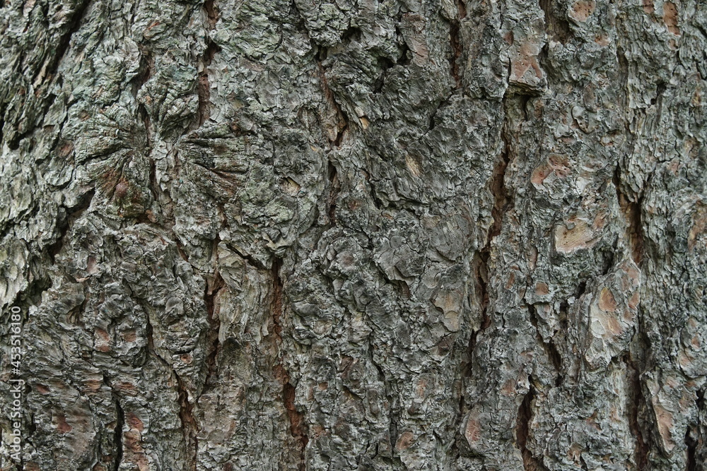 Fototapeta premium Pinus, Borke einer Kiefer im Detail