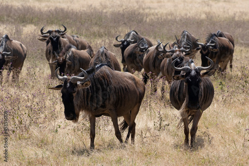 Fototapeta Naklejka Na Ścianę i Meble -  A herd of wildebeest moving through Ngorongoro crater during the migration.