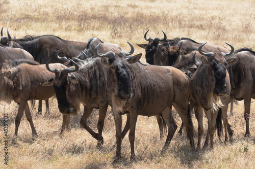 Fototapeta Naklejka Na Ścianę i Meble -  A herd of wildebeest moving through Ngorongoro crater during the migration.