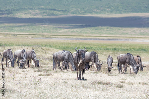 A herd of wildebeest moving through Ngorongoro crater during the migration.