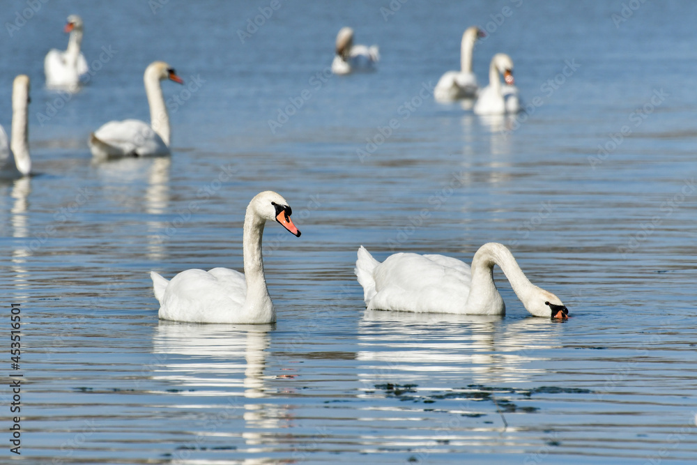 Mute swan (Cygnus olor) large water bird, a small flock swims in the calm water of the lake and searches for food underwater. Mute swan (Cygnus olor) large water bird, a small flock swims in the calm water of the lake and searches for food underwater.