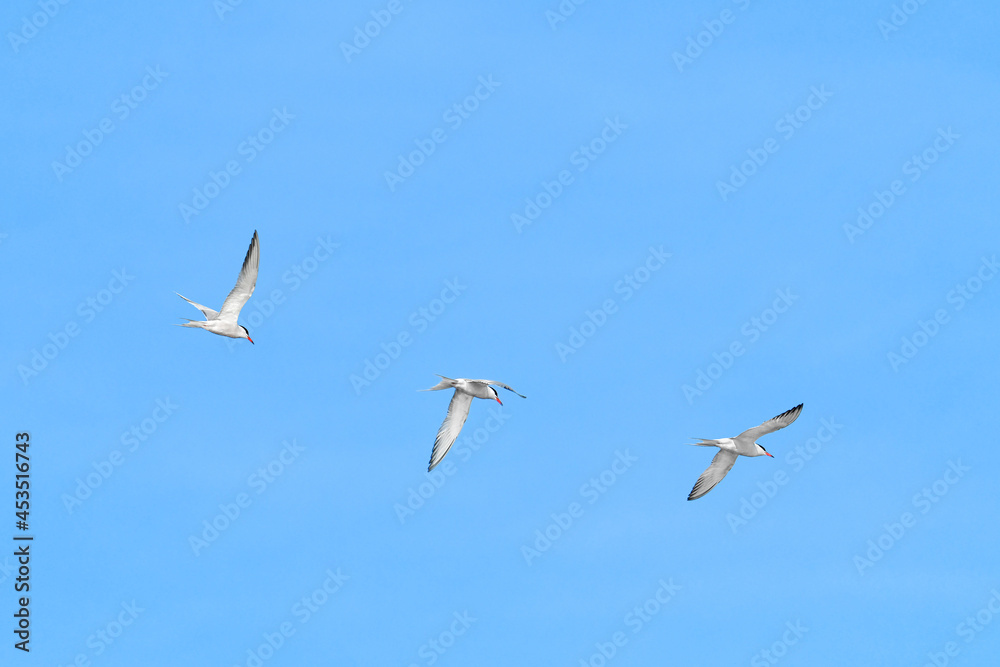 Common Tern (Sterna hirundo) water bird, bird flies in the sky with spread wings, view from below. Common Tern (Sterna hirundo) water bird, bird flies in the sky with spread wings, view from below.