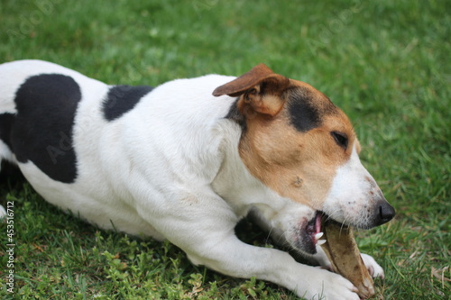 jack russell terrier