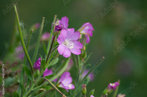 bee on a flower