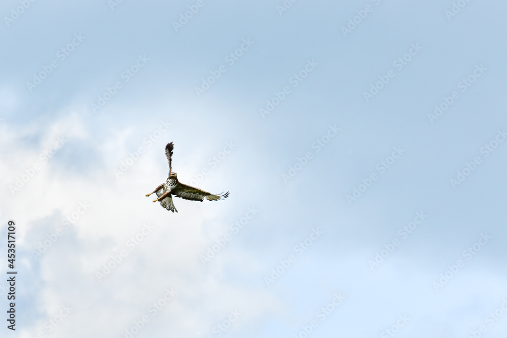 The buzzard (Buteo buteo) is a bird of prey circling in the sky in search of food. The buzzard (Buteo buteo) is a bird of prey circling in the sky in search of food.
